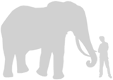 Illustration: African elephant compared with adult man