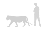 Illustration: African lion compared with adult man