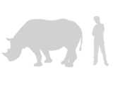 Illustration: Black rhinoceros compared with adult man