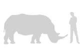 Illustration: White rhinoceros compared with adult man
