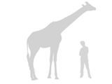 Illustration: Giraffe compared with adult man