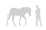 Illustration: Zebra compared with adult man