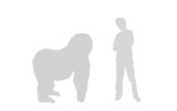 Illustration: Mountain gorilla compared with adult man