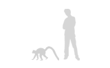 Illustration: Lemur compared with adult man