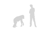 Illustration: Chimpanzee compared with adult man