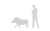 Illustration: Warthog compared with adult man
